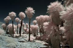 INFRARED_ANZA_BORREGO_MAY27_2019_695-102_FINAL_10