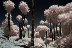 INFRARED_ANZA_BORREGO_MAY27_2019_695-139_FINAL_10