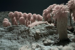 INFRARED_ANZA_BORREGO_MAY27_2019_695-247_FINAL_10