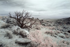 INFRARED_ANZA_BORREGO_NOV4_2018_695-17_FINAL_0