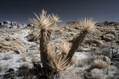 INFRARED_ANZA_BORREGO_NOV_17_695-42_FINAL_06