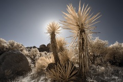 INFRARED_ANZA_BORREGO_NOV_17_695-101_FINAL_06