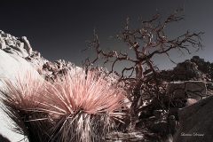 INFRARED_ANZA_BORREGO_NOV_17_695-117_FINAL_10