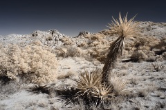 INFRARED_ANZA_BORREGO_NOV_17_695-39_FINAL_06