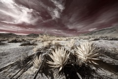 INFRARED_ANZA_BORREGO_JAN27_2019-82_FINAL_01