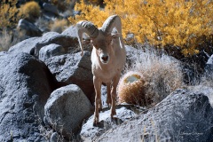 INFRARED_ANZA_BORREGO_JAN28_2018-44_FINAL_05