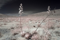 INFRARED_ANZA_BORREGO_MAY04_2019_695-1_FINAL_10