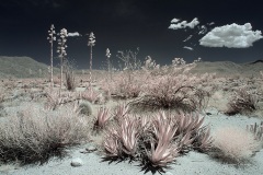 INFRARED_ANZA_BORREGO_MAY12_2019_695-29_FINAL_10