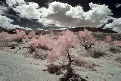 INFRARED_ANZA_BORREGO_MAY19_2019_695-127_FINAL_10