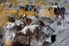 INFRARED_ANZA_BORREGO_JAN28_2018-97_FINAL_05