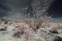 INFRARED_ANZA_BORREGO_MAY04_2019_695-17_FINAL_10