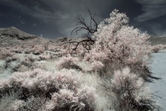 INFRARED_ANZA_BORREGO_MAY04_2019_695-24_FINAL_10