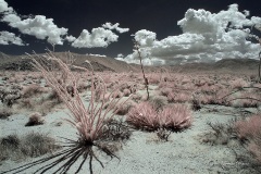 INFRARED_ANZA_BORREGO_MAY12_2019_695-72_FINAL_10