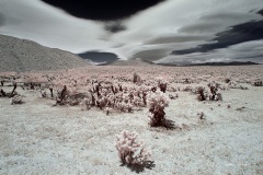 INFRARED_ANZA_BORREGO_MAY26_2019_695-42_FINAL_10