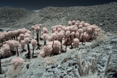 INFRARED_ANZA_BORREGO_MAY27_2019_695-118_FINAL_10