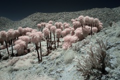 INFRARED_ANZA_BORREGO_MAY27_2019_695-127_FINAL_10