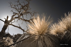 INFRARED_ANZA_BORREGO_NOV_17_695-123_FINAL_06