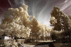 INFRARED_BALBOA_PARK_OCT28_2018_695-47_FINAL_02