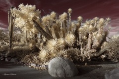 INFRARED_BALBOA_PARK_OCT28_2018_695-82_FINAL_02