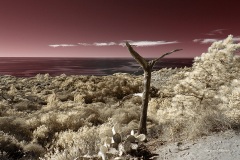 INFRARED_TORREY_PINES_695_JAN3_2019-34_FINAL_01