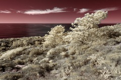 INFRARED_TORREY_PINES_695_JAN3_2019-61_FINAL_01