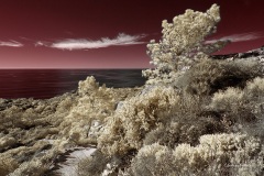 INFRARED_TORREY_PINES_695_JAN3_2019-64_FINAL_01