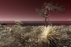 INFRARED_TORREY_PINES_695_JAN3_2019-8_FINAL_01