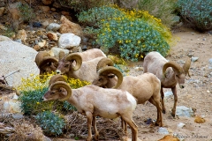 Anza-Borrego Desert