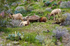 Anza-Borrego Desert