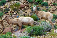 Anza-Borrego Desert