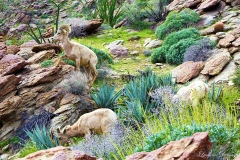 Anza-Borrego Desert