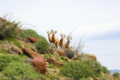 Anza-Borrego Desert