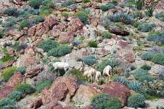 Anza-Borrego Desert