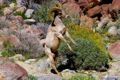 Anza-Borrego Desert