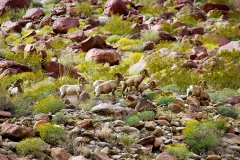 Anza-Borrego Desert