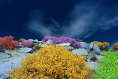 Anza-Borrego Desert, San Diego, California