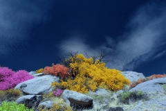 Anza-Borrego Desert, San Diego, California