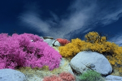 Anza-Borrego Desert, San Diego, California