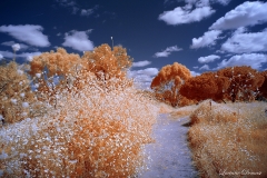 Mission Trails