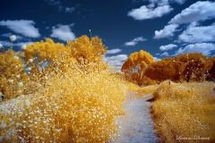 Mission Trails