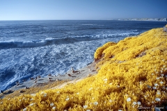 La Jolla Cove