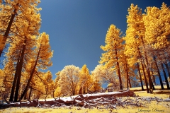 Cuyamaca Rancho State Park