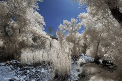 Mission Trails