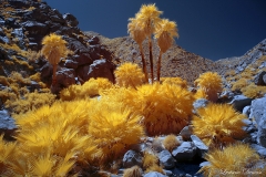 INFRARED_ANZA_BORREGO_APRIL16_2017 (57)_FINAL_01