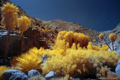 INFRARED_ANZA_BORREGO_APRIL16_2017 (70)_FINAL_01