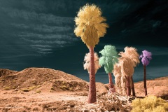 Anza-Borrego Desert