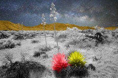 Anza-Borrego Desert