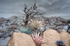 Anza-Borrego Desert