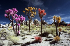 MOJAVE DESERT