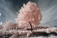 INFRARED_AREZZO_AUG16_2019-41_FINAL_10